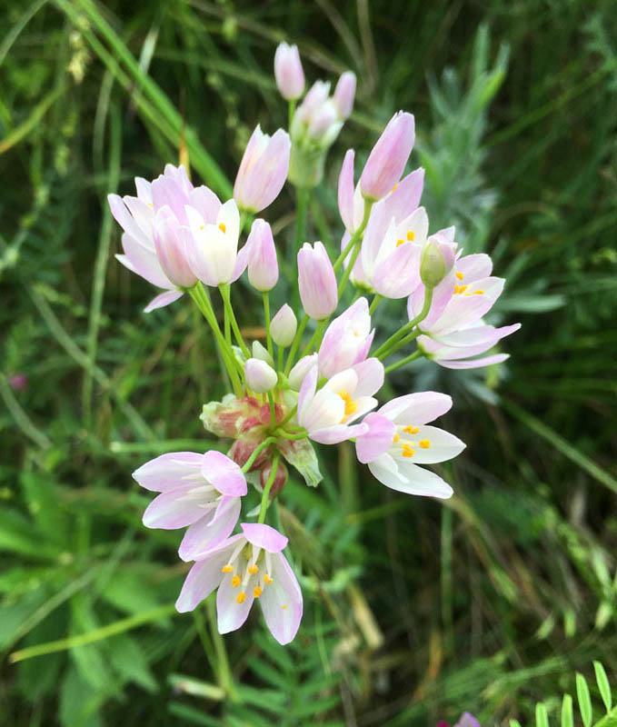 Allium roseum